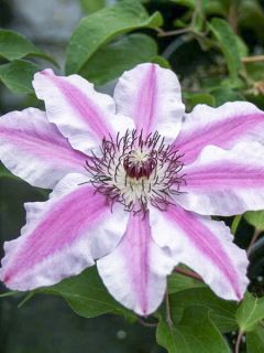 Clématite - Clematis Souvenir du Capitaine Thuilleaux