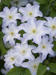 Clématite - Clematis Yukikomachi