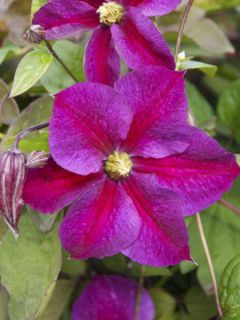 Clématite Star of Pakistan - Clematis Star of Pakistan