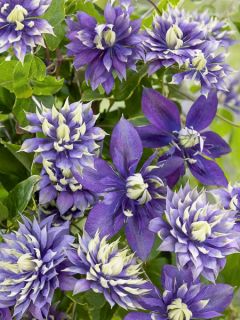 Clématite 'Taiga ' Clématite 'Taiga '
