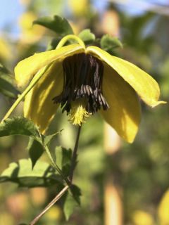 Clématite - Clematis tangutica Golden Harvest