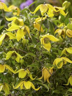 Clématite - Clematis tangutica Little Lemons