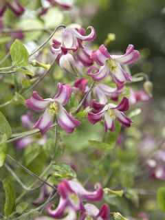 Clématite texensis Odoriba