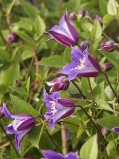 Clématite 'Prince William'