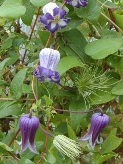Clématite Pitcheri