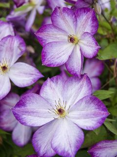 Clématite -Clematis Pernille Clématite -Clematis Pernille