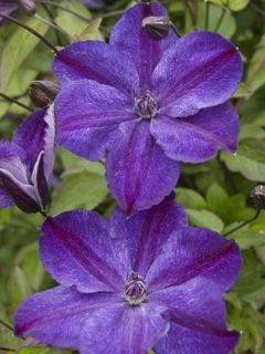 Clématite italienne 'Supernight'