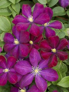 Clématite Voluceau Clématite Voluceau