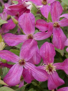 Clématite viticella Wonderful 