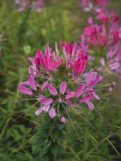 Cléome 'Cherry Queen'