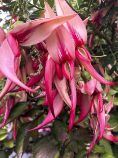 Clianthus puniceus Flamingo - Pince de Homard