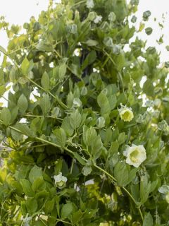 Graines de Cobée grimpante Alba - Cobaea scandens