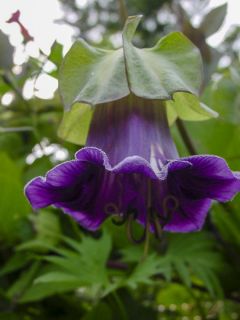 Cobée grimpante 'Violet Blue Bells'