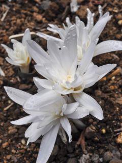 Colchique Autumnale Album