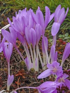 Colchique Hybride lilac wonder