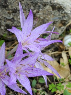 Colchique macrophyllum