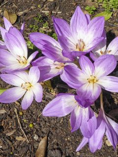 Colchique Spéciosum