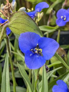 Commelina Dianthifolia 