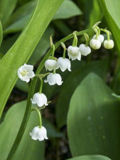 Muguet à grandes fleurs - Convallaria majalis Bridal Choice