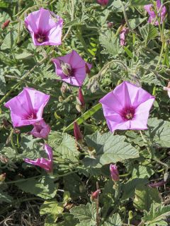 Convolvulus althaeoides, Liseron