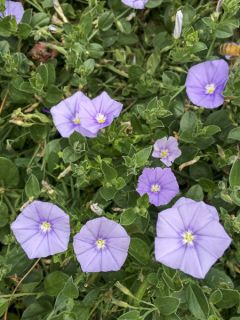 Convolvulus sabatius Maroccan Beauty