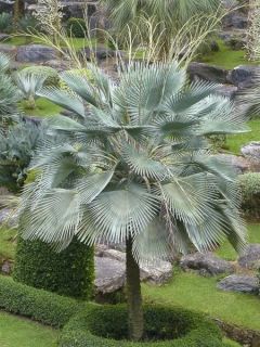 Copernicia hospita - Palmier à cire