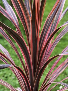 Cordyline australis Southern Splendour