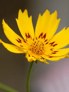 Coreopsis Be Bop