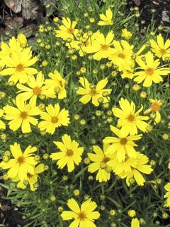 Coreopsis Citrine - Coréopsis