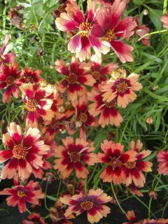 Coreopsis Desert Coral