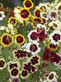 Graines de Coréopsis hybrides Incredible Dwarf Mix - Coreopsis X Incredible Dwarf Mix 