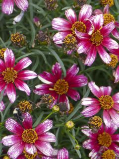 Coreopsis Madras Magic - Coréopsis