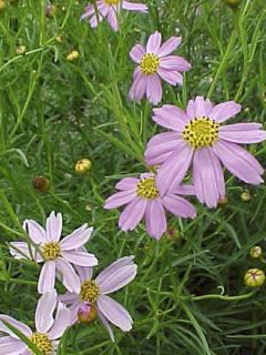 Coreopsis rosea