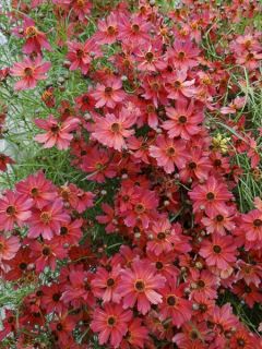Coreopsis Rum Punch