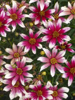 Coreopsis Sunstar Rose