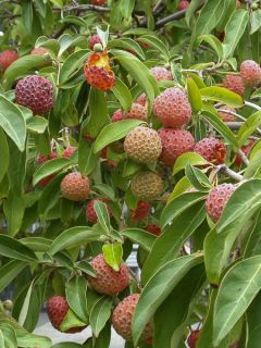 Cornus capitata - Cornouiller de l'Himalaya Cornus capitata - Cornouiller de l'Himalaya