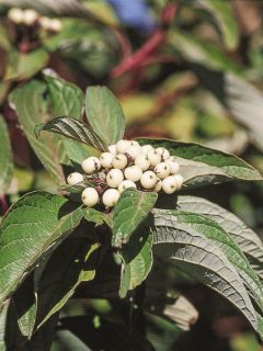 Cornus sericea Baileyi - Cornouiller stolonifère. Cornus sericea Baileyi - Cornouiller stolonifère.