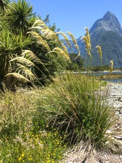 Cortaderia richardii, Herbe de la Pampa
