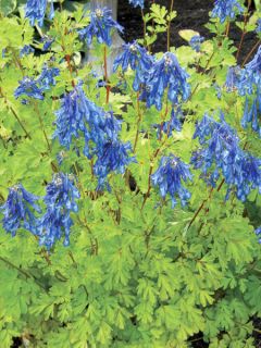 Corydale, Corydalis elata, Fumeterre