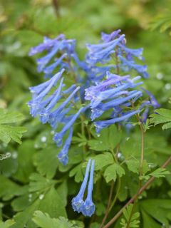 Corydalis elata Blue Summit - Corydale bleu