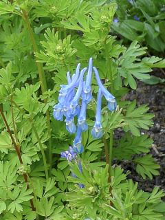 Corydale 'Craigton Blue'