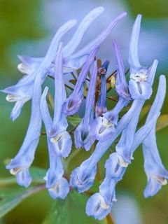 Corydale, Corydalis flexuosa Père David, Fumeterre