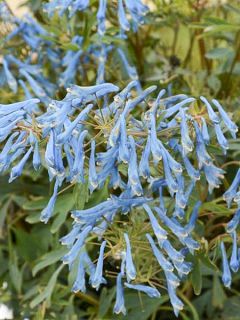 Corydale 'Porcelain Blue'