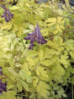 Corydalis Berry Exciting - Corydale hybride