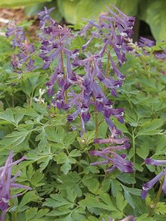 Corydale 'Blackberry Wine'