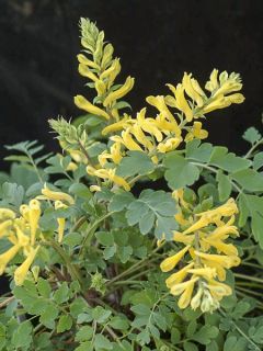 Corydalis Canary Feathers - Corydale hybride