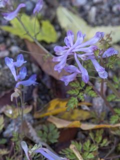 Corydale, Corydalis linstowiana, Fumeterre