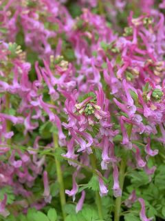 Corydalis solida Beth Evans - Corydale bulbeuse