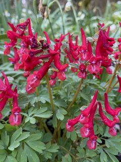 Corydalis Firebird - Corydale bulbeuse