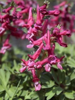 Corydalis solida GP Baker - Corydale bulbeuse